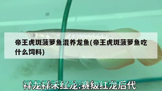 帝王虎斑菠蘿魚混養龍魚(帝王虎斑菠蘿魚吃什么飼料) 帝王虎斑菠蘿魚混養龍魚(帝王虎斑菠蘿魚吃什么飼料) 觀賞魚百科