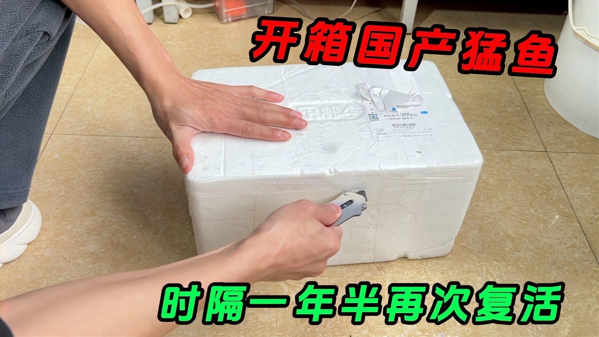 龍魚入缸后多久可以混養（龍魚入缸后多久可以混養，龍魚混養需要謹慎操作）