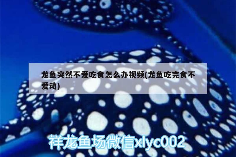 龍魚突然不愛吃食怎么辦視頻(龍魚吃完食不愛動)