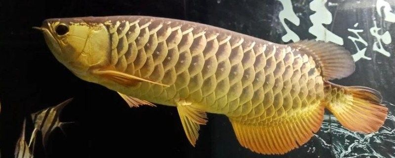 金龍魚吃什么發(fā)色比較快（新三農(nóng)，養(yǎng)龍魚如何選對(duì)飼料讓發(fā)色更驚艷）