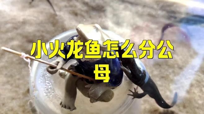 如何區(qū)分火龍魚的公母？