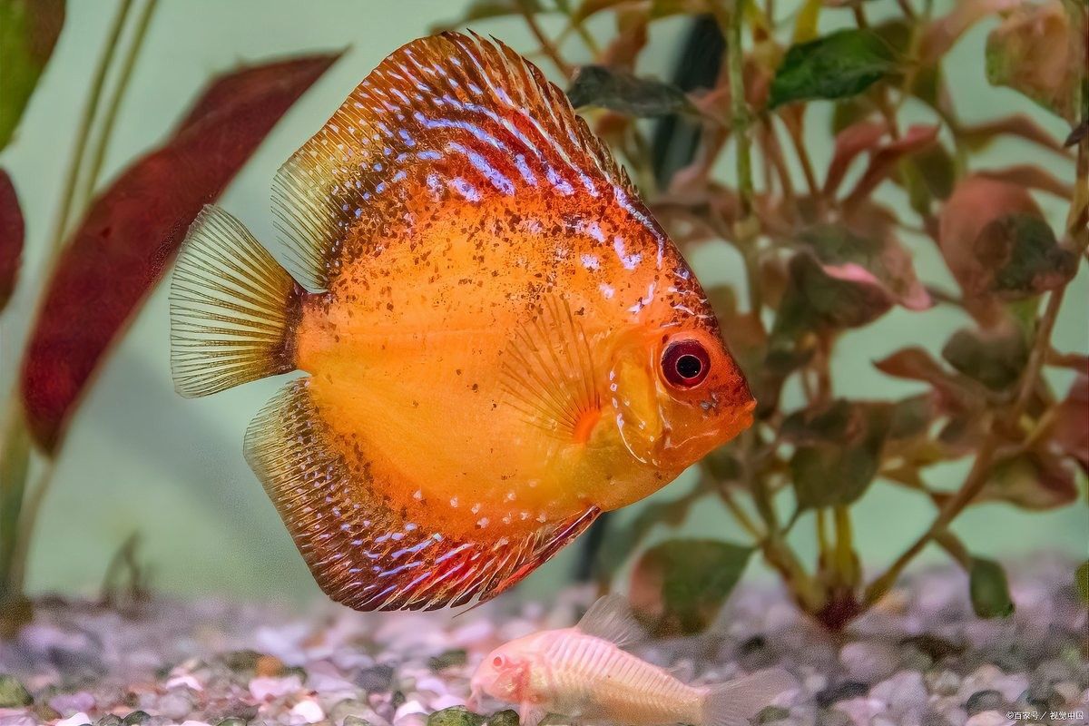 如何區(qū)分火龍魚的公母？