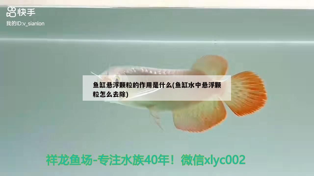 魚缸懸浮顆粒的作用是什么(魚缸水中懸浮顆粒怎么去除)
