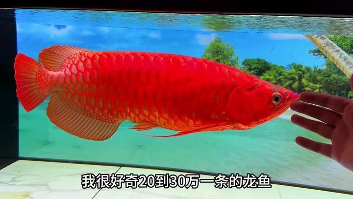 龍魚養殖需要哪些設備和條件