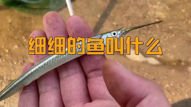 很小很細像線一樣的魚