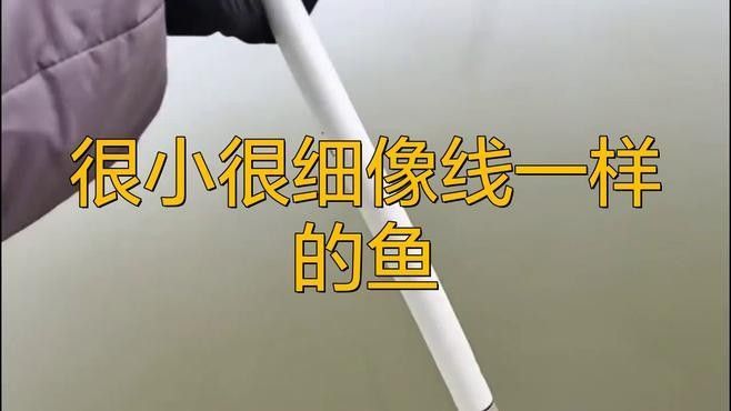 很小很細像線一樣的魚