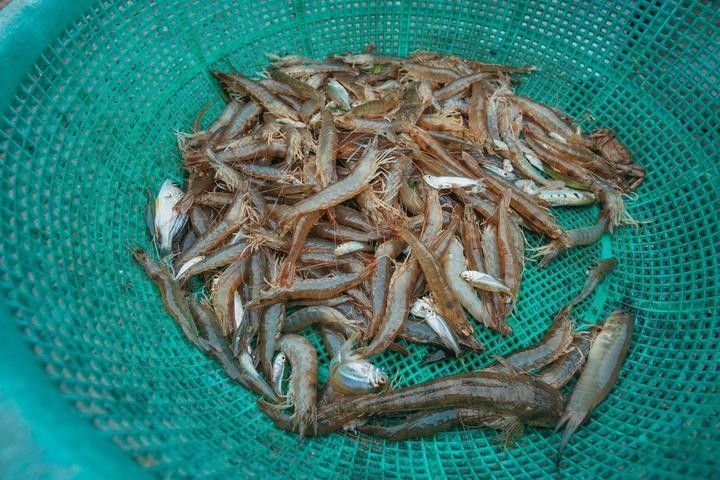 白子招財(cái)龍飼料多久喂一次