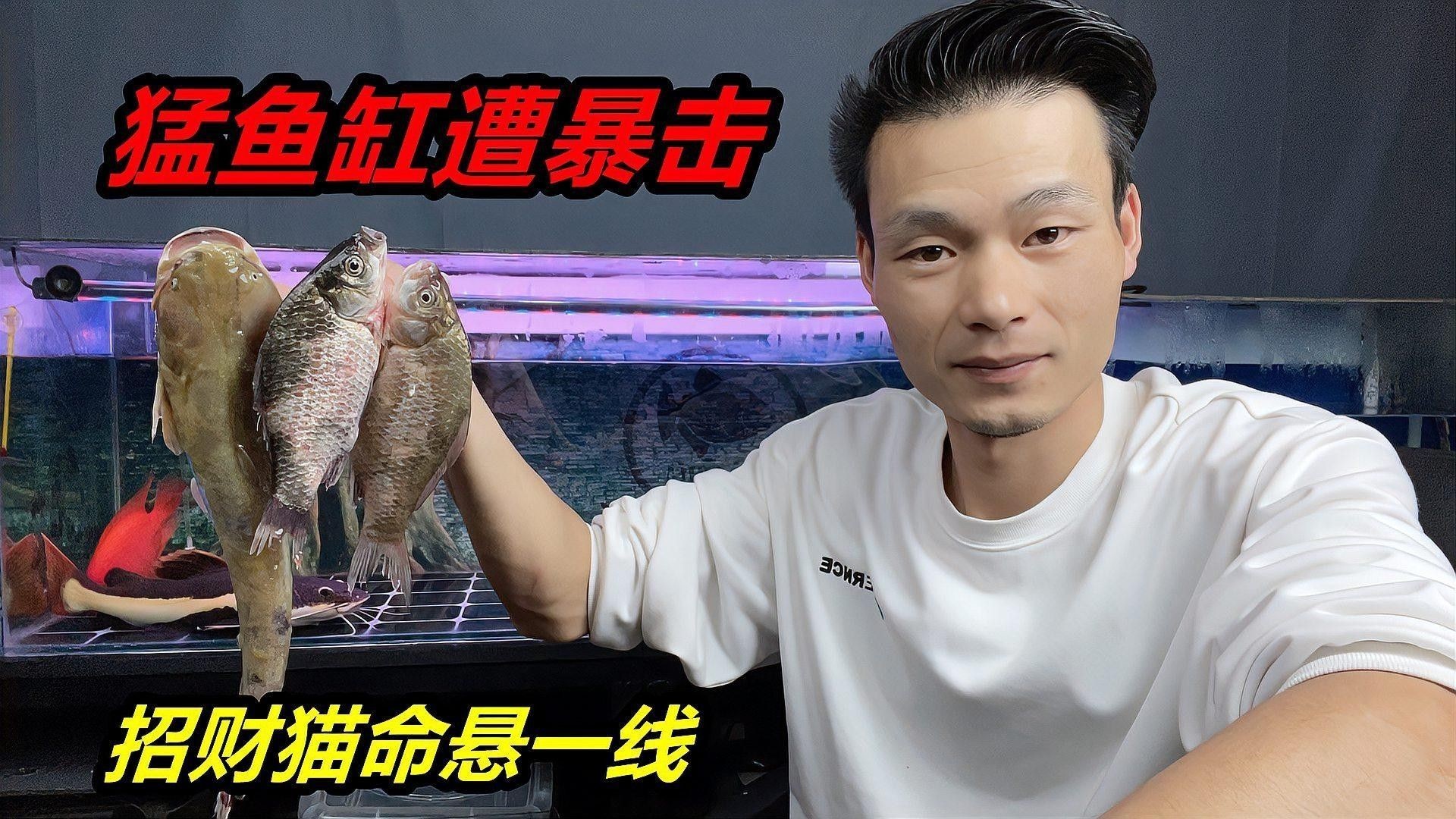 白子招財(cái)龍飼料多久喂一次