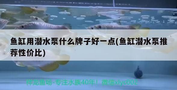 魚缸用潛水泵什么牌子好一點(魚缸潛水泵推薦性價比)（魚缸潛水泵什么牌子好一點）