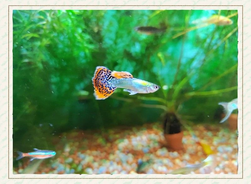 白底魚缸適合養什么魚？（白底魚缸適合養什么魚）