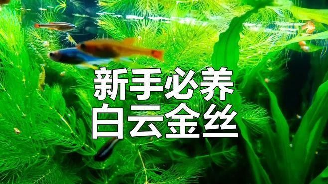 白底魚缸適合養什么魚？（白底魚缸適合養什么魚）