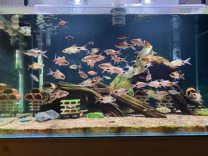 白底魚缸適合養什么魚？（白底魚缸適合養什么魚）