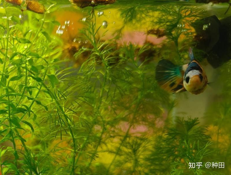 白底魚缸適合養什么魚？（白底魚缸適合養什么魚）