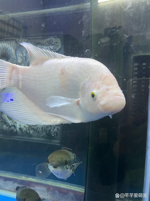 白底魚缸適合養什么魚？（白底魚缸適合養什么魚）