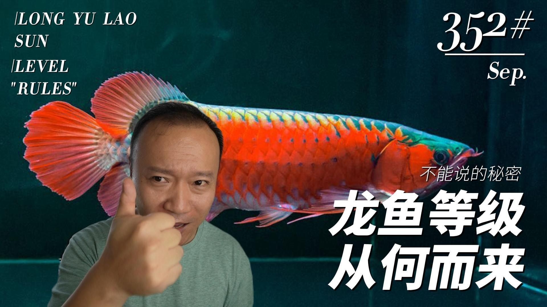 龍魚等級對價格影響大嗎（龍魚的等級對價格影響非常顯著，）
