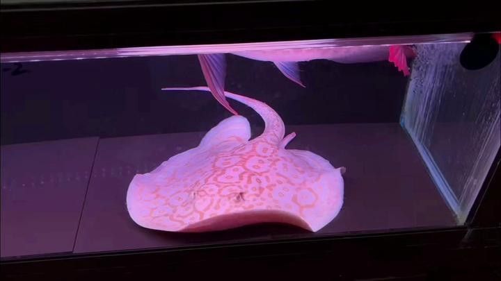 如何區分白子龍魚的品種（如何區分白子龍魚？）