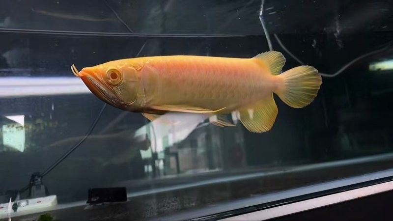 如何區分白子龍魚的品種（如何區分白子龍魚？）