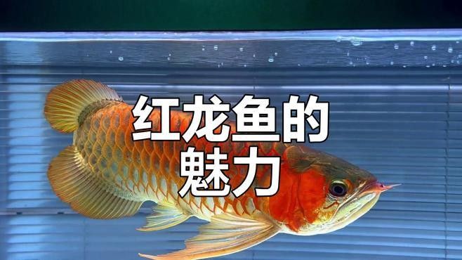 磁縣紅龍魚（磁縣紅龍魚怎么養最好紅龍魚的飼養方法全攻略） 磁縣紅龍魚（磁縣紅龍魚怎么養最好紅龍魚的飼養方法全攻略） 觀賞魚百科 第1張