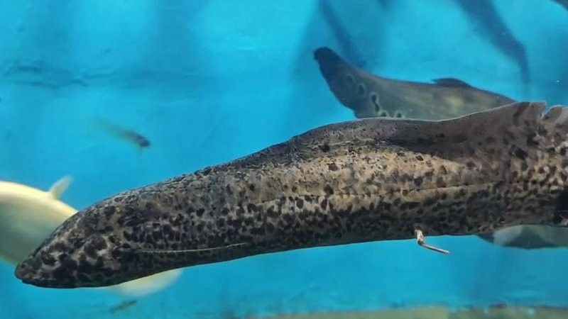 奉節哪個水族館龍魚好？祥龍魚場龍魚（北京哪個水族館龍魚好）
