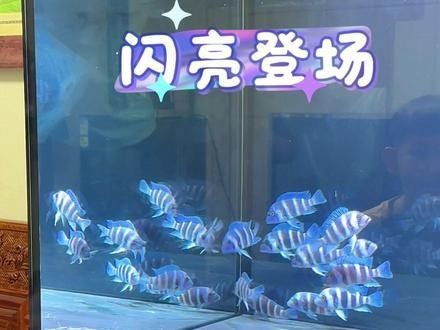 奉節哪個水族館龍魚好？祥龍魚場龍魚（北京哪個水族館龍魚好）
