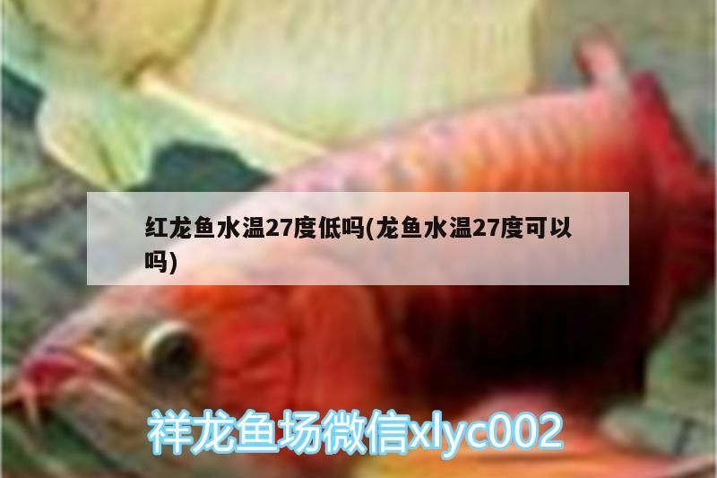 紅龍魚水溫27度低嗎(龍魚水溫27度可以嗎)