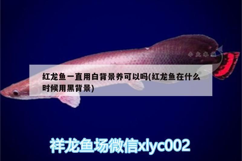紅龍魚一直用白背景養可以嗎(紅龍魚在什么時候用黑背景)（關于紅龍魚一直用白背景養可以嗎）