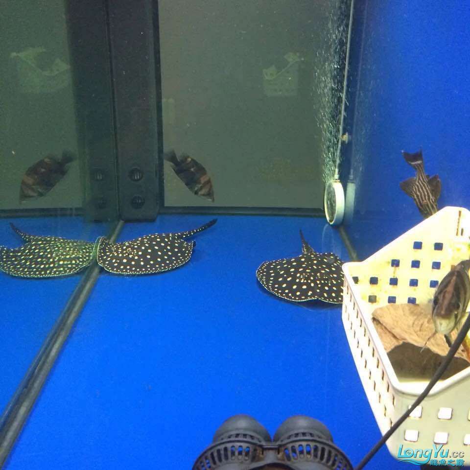 吐血轉移至號角成品底部濾缸1508060限度自舉（吐血轉移至號角成品底部濾缸）