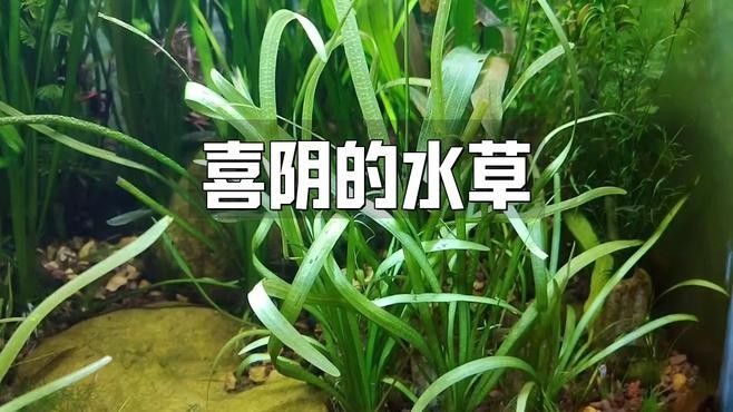 龍魚(yú)缸適合養(yǎng)哪些植物
