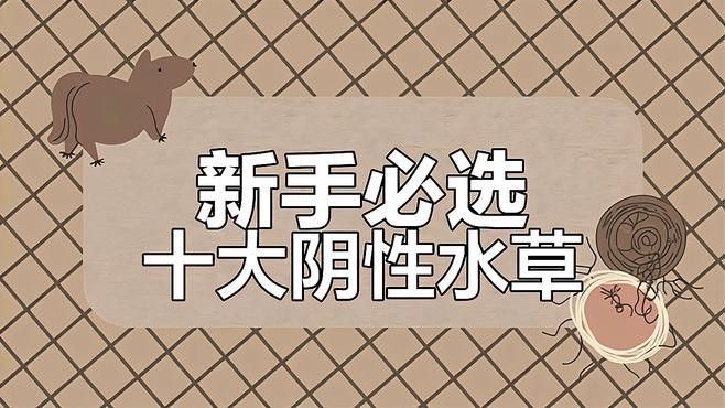 龍魚(yú)缸適合養(yǎng)哪些植物