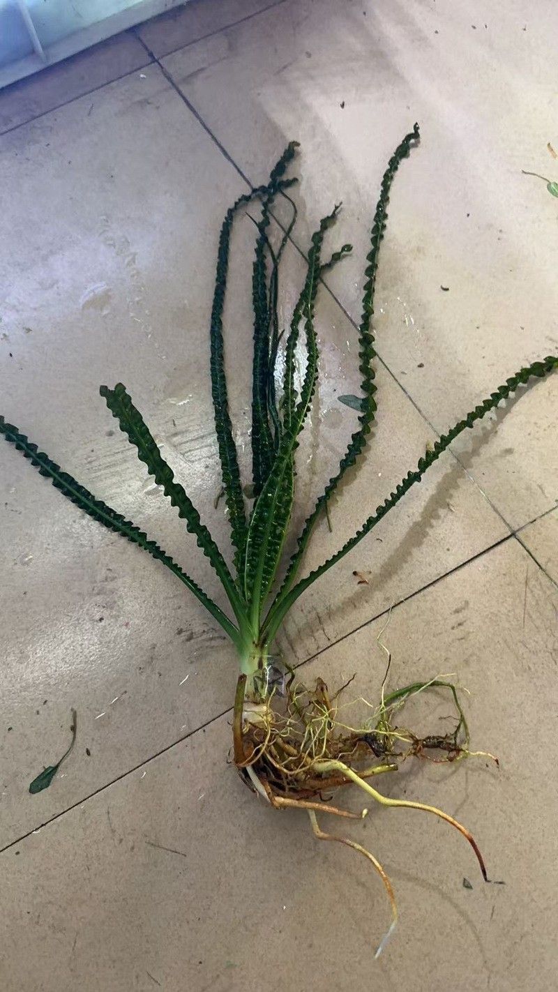 龍魚(yú)缸適合養(yǎng)哪些植物