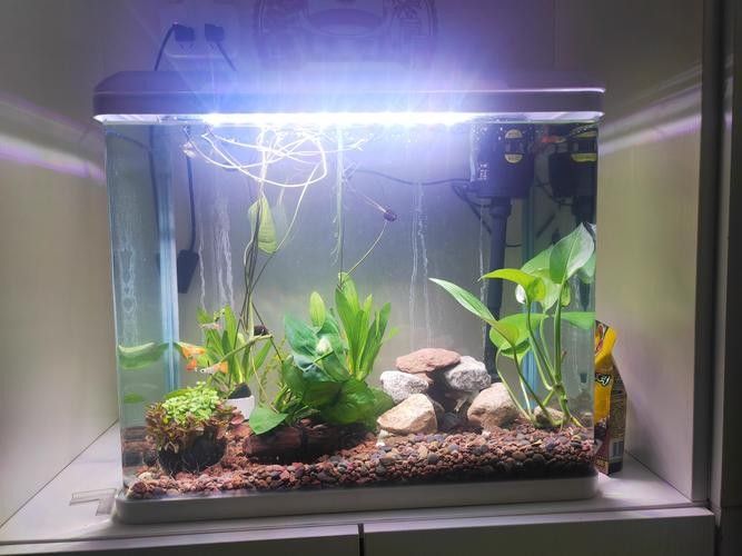 龍魚(yú)缸適合養(yǎng)哪些植物