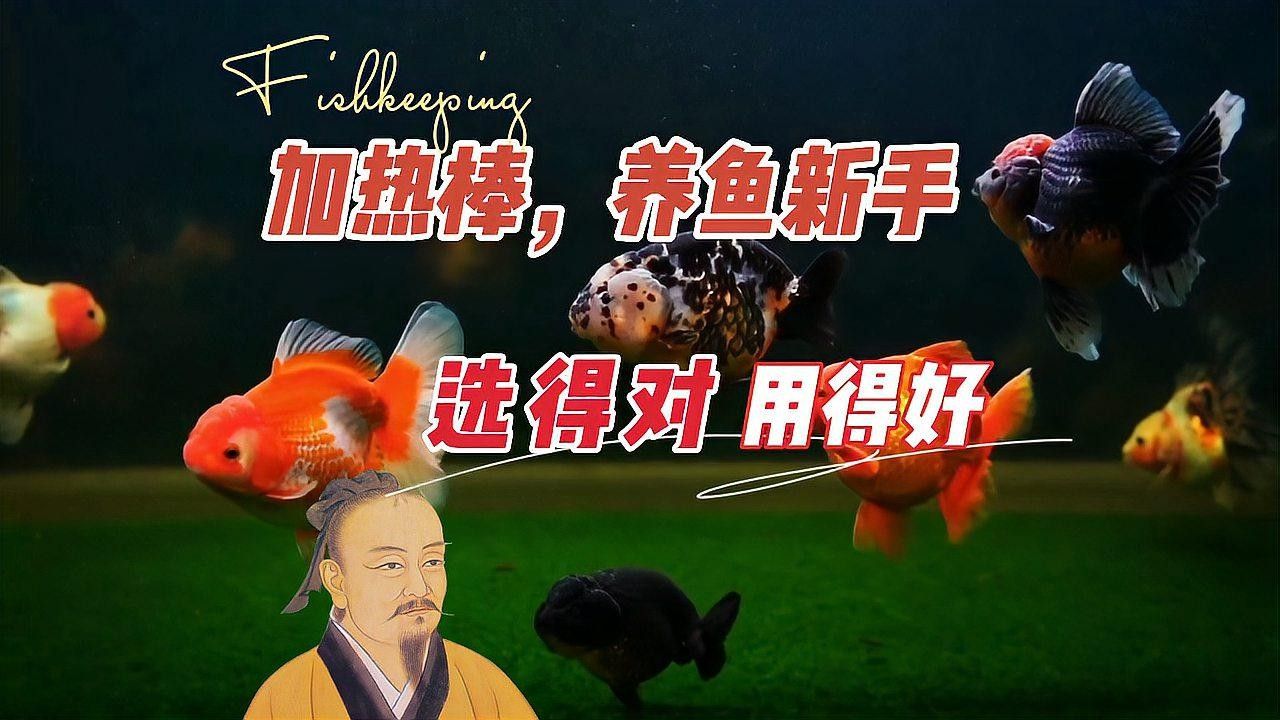 如何選擇適合龍魚的加熱棒功率（如何選擇適合的龍魚的加熱棒功率）