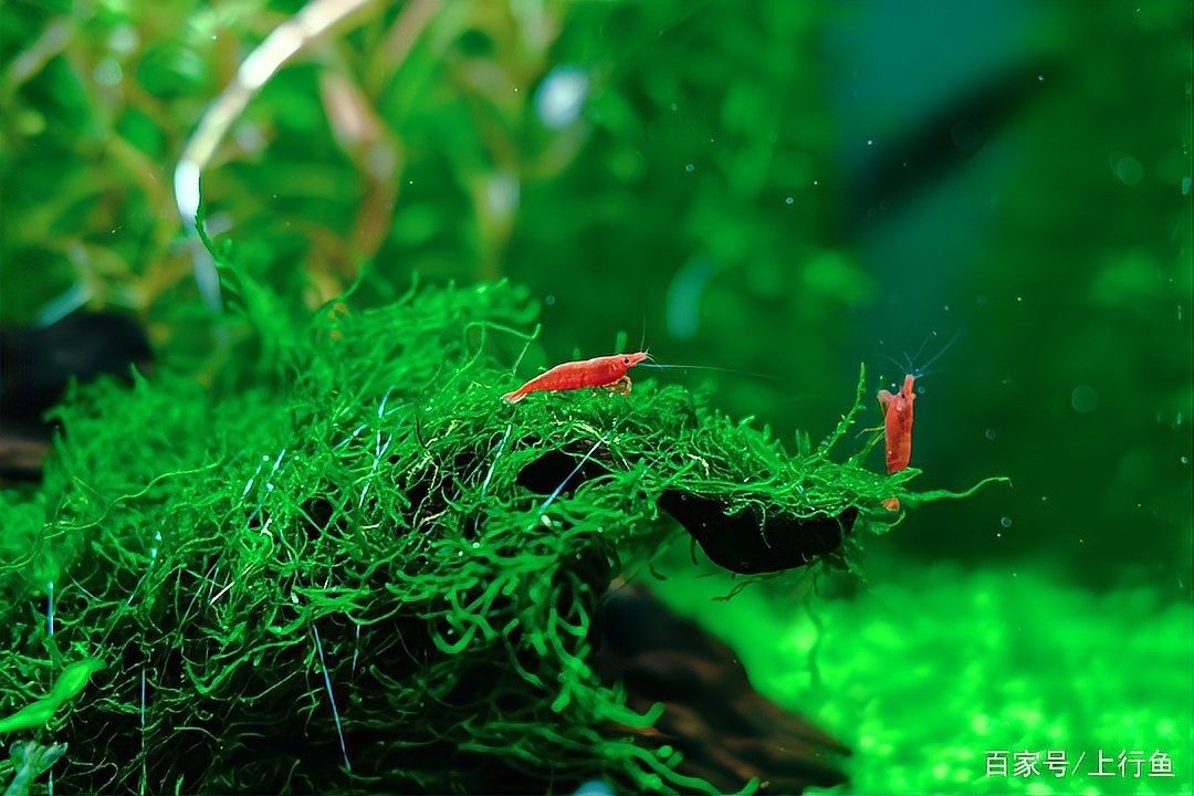 如何選擇適合龍魚的加熱棒功率（如何選擇適合的龍魚的加熱棒功率）