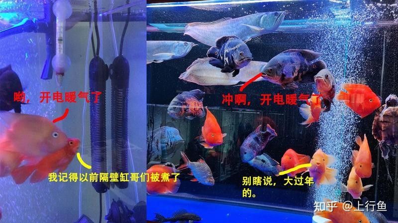 如何選擇適合龍魚的加熱棒功率（如何選擇適合的龍魚的加熱棒功率）
