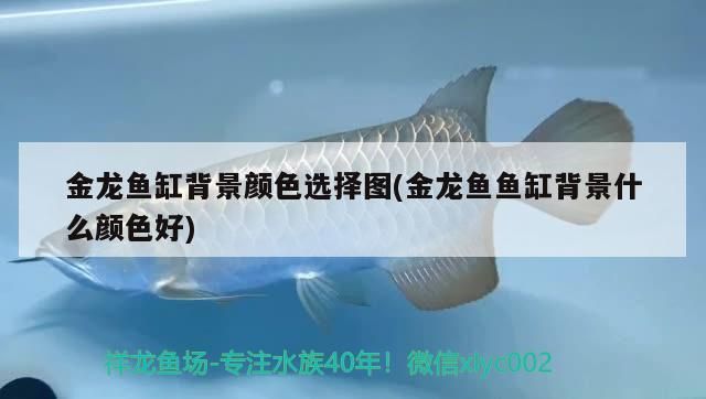 金龍魚缸背景顏色選擇圖(金龍魚魚缸背景什么顏色好)（淺談金龍魚缸背景顏色選擇圖）