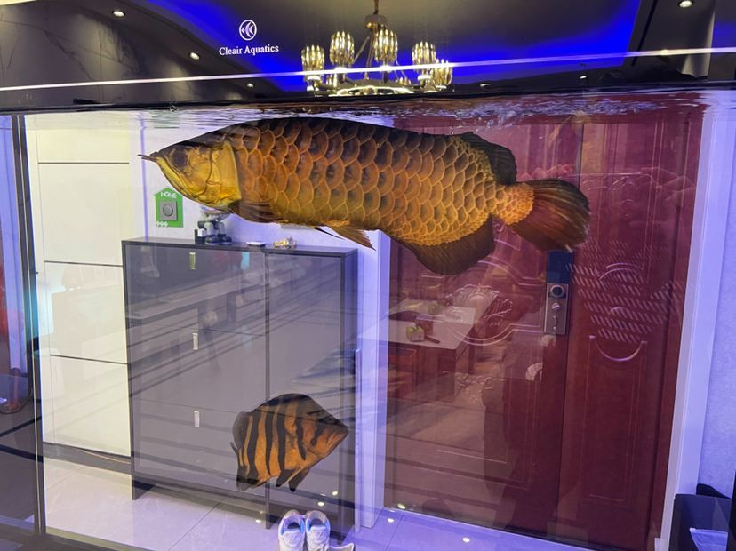 彩蝶魚缸圖片欣賞大全集圖（彩蝶魚缸圖片欣賞大全集圖解）（彩蝶dx系列魚缸）