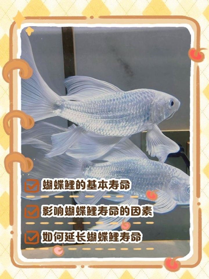 白金龍鳳鯉和蝴蝶鯉的壽命有多長？（白金龍鳳鯉和蝴蝶鯉的壽命是多少年）