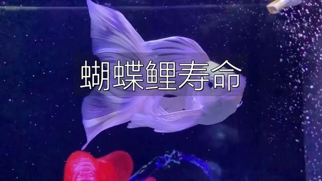 白金龍鳳鯉和蝴蝶鯉的壽命有多長？（白金龍鳳鯉和蝴蝶鯉的壽命是多少年）
