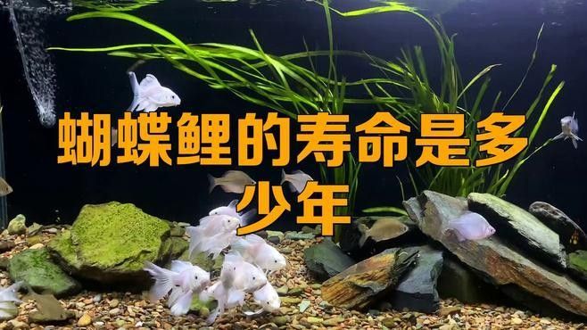 白金龍鳳鯉和蝴蝶鯉的壽命有多長？（白金龍鳳鯉和蝴蝶鯉的壽命是多少年）