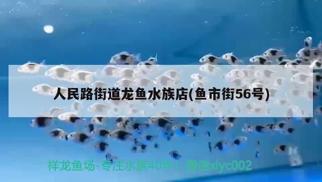人民路街道龍魚水族店(魚市街56號)（人民路街道龍魚水族店）