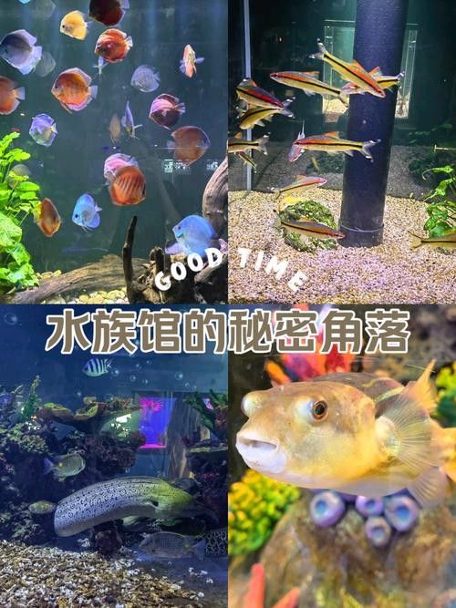 蘿北哪個水族館龍魚好？祥龍魚場龍魚（廣州龍魚祥龍魚場聊城分店liaocheng.1688yu）