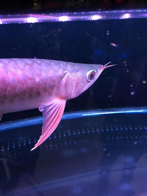 如何聯系龍魚交流群的群主？（如何聯系龍魚交流群？）
