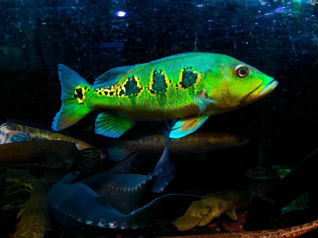 眼斑魚品牌介紹（麗江龍繼斑魚賣魚七郎紅石斑魚紅石斑魚排行榜京東聽）