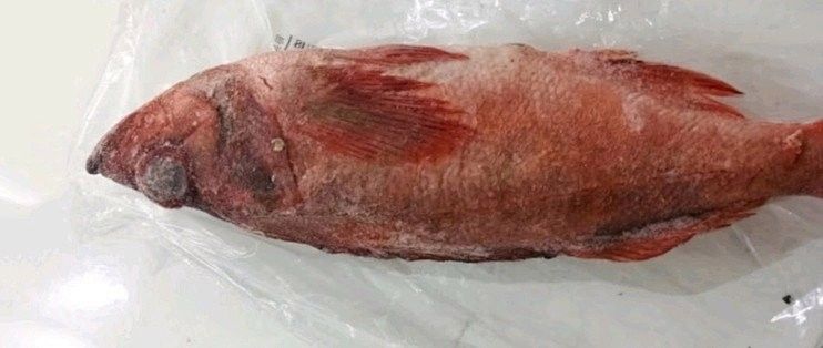 眼斑魚品牌介紹（麗江龍繼斑魚賣魚七郎紅石斑魚紅石斑魚排行榜京東聽）