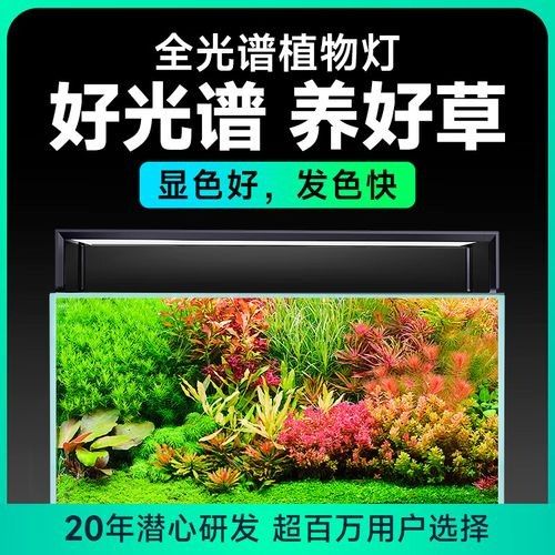 龍魚缸水草燈如何選擇（如何選擇魚缸水草燈）