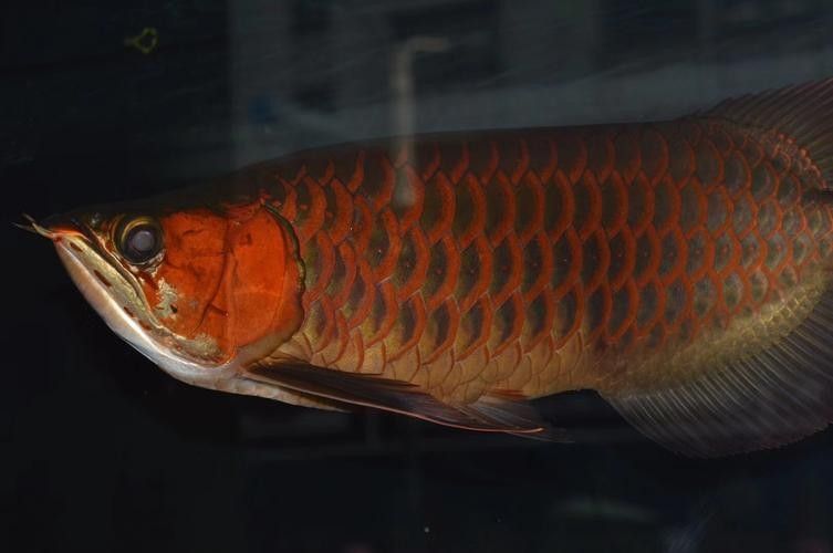 RDC紅魔龍魚有哪些品種（rdc紅魔龍魚什么品種最好rdc紅魔龍魚什么品種最好）