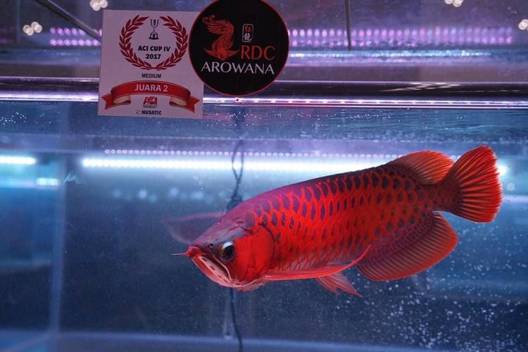 RDC紅魔龍魚有哪些品種（rdc紅魔龍魚什么品種最好rdc紅魔龍魚什么品種最好）