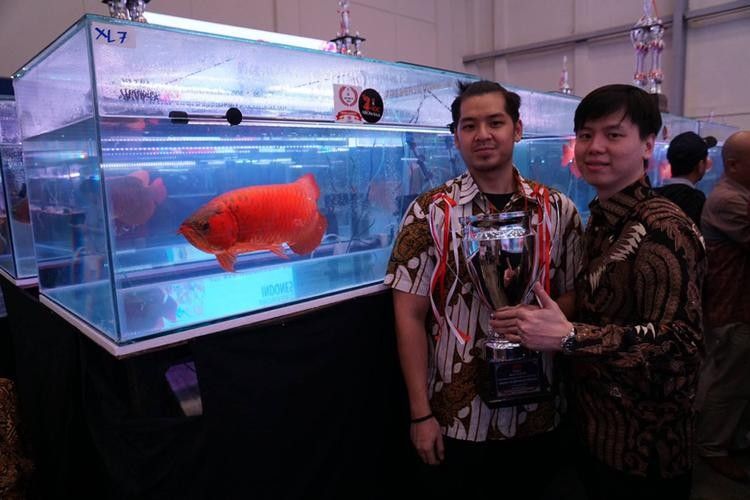 RDC紅魔龍魚有哪些品種（rdc紅魔龍魚什么品種最好rdc紅魔龍魚什么品種最好）