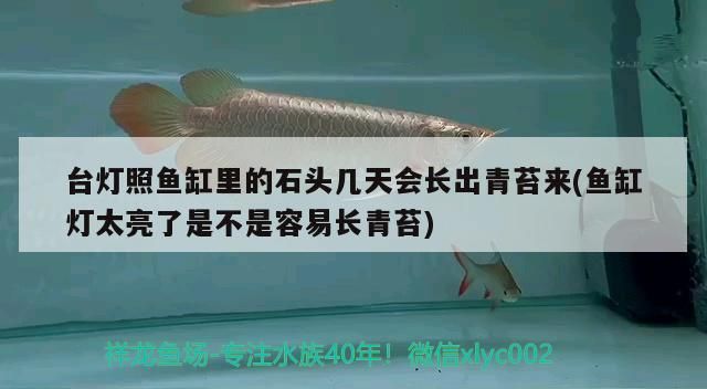 臺燈照魚缸里的石頭幾天會長出青苔來(魚缸燈太亮了是不是容易長青苔)（臺燈照魚缸里的石頭幾天會長出青苔來）