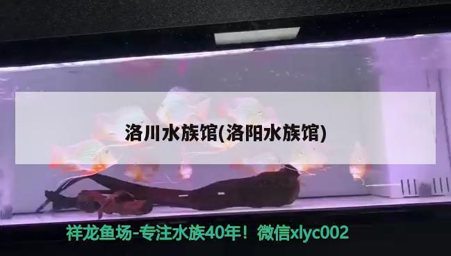 洛川水族館(洛陽(yáng)水族館)（上海洛陽(yáng)水族館12、新穎花鳥市場(chǎng)觀賞魚養(yǎng)殖基地哪有）